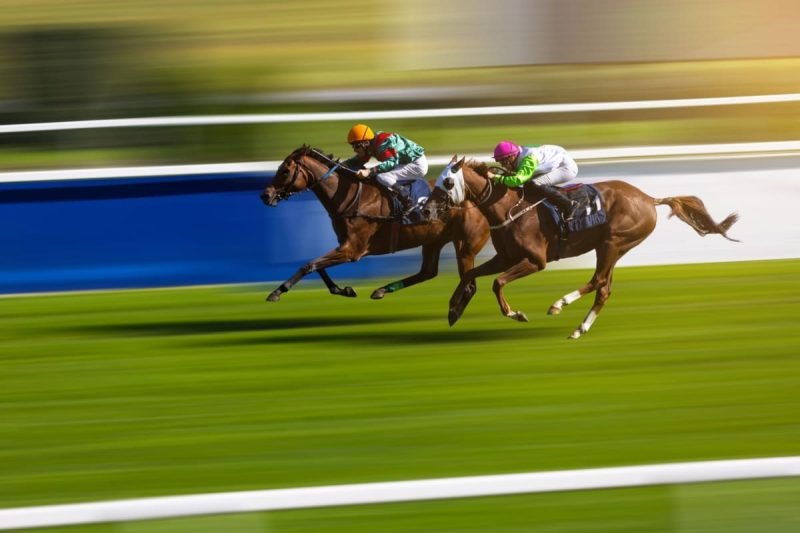 doi cai alergand unul langa celalalt intr-o cursa de galop pe iarba
